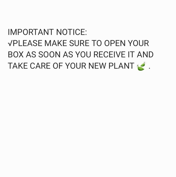 2 Baby aloe pup - Picture 6 of 9